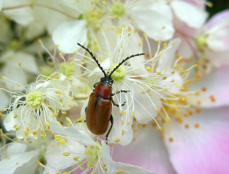 Chrysomelide Exosoma lusitanicum